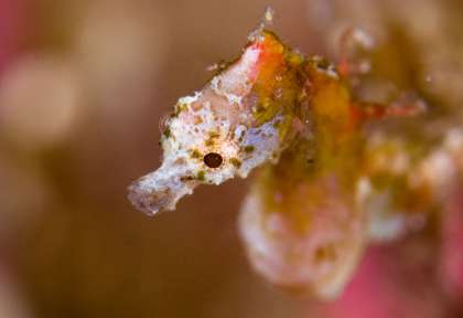 Détroit de Lembeh © Eco Divers Lembeh © Christian Loader