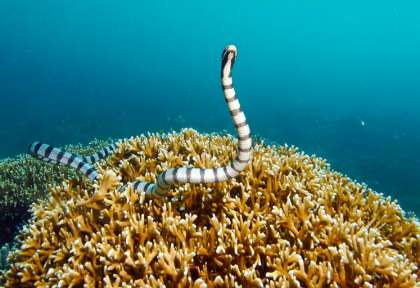 Plongée à Ishigaki - Yaeyama © Euro-Divers