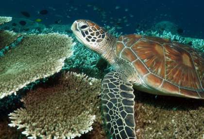 Sipadan © Shutterstock - R Gombarik