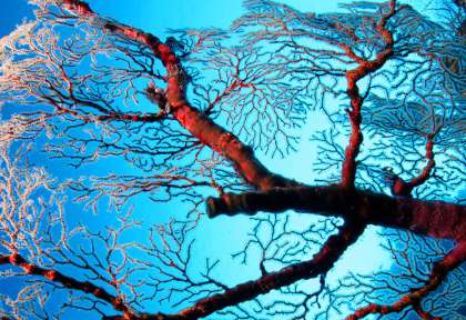 Cabilao - Bohol © DOT Philippines