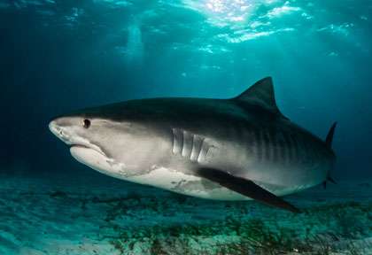 Requin-tigre en plongée