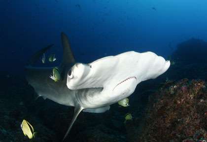 Requin marteau à Coiba Panama