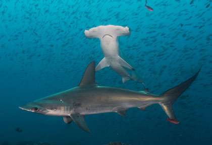 Plongée requin marteau aux Galapagos
