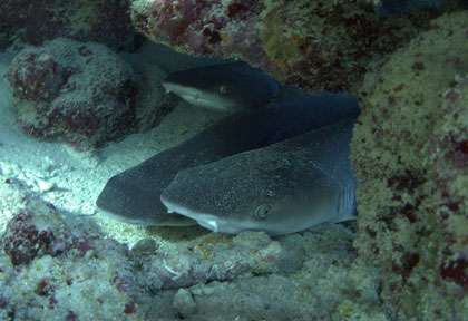 Requin en Mer Rouge à Hamata