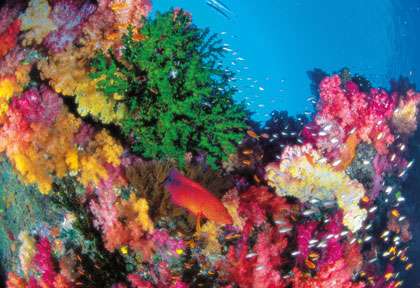 Le corail à Osprey Reef