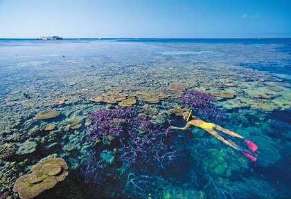 Les récifs de la Grande Barriere de corail