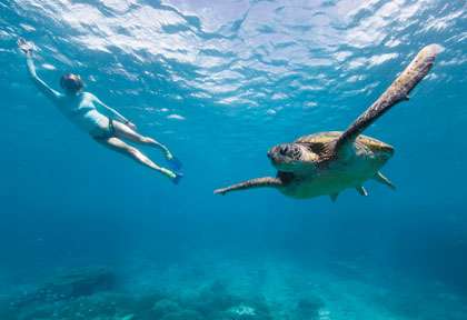Plongée avec les tortues en Australie