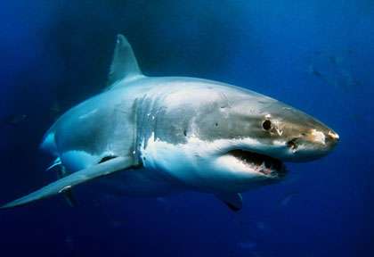 Grand requin blanc en Australie