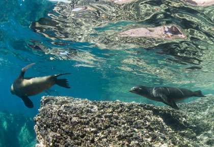 Plongee en Australie © Shutterstock
