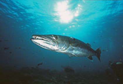 Barracuda aux Maldives