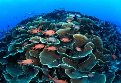 La plongée en Micronésie