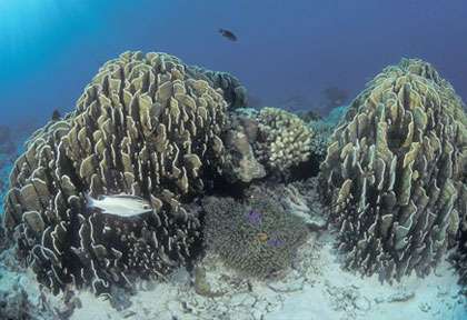 Plongée corail au Myanmar