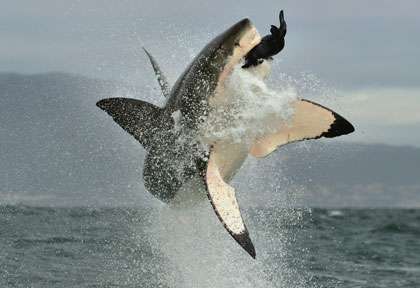 saut de requin blanc en Afrique du Sud