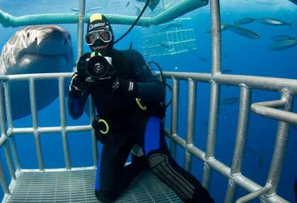Observation en cage du grand requin blanc