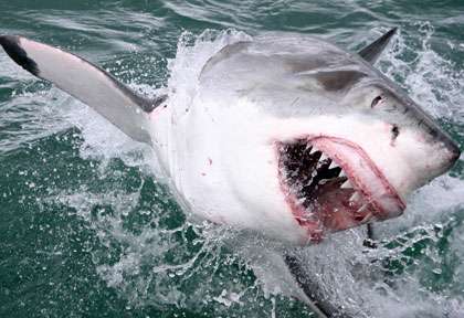 Requin blanc sort la tête de l’eau