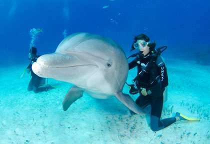Les dauphins des Bahamas avec Unexso