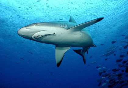 Requins de récif aux Iles Fidji