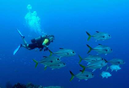 Plongée Réserve Cousteau