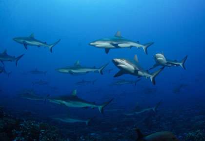 Plongée avec les requins de Raiatea