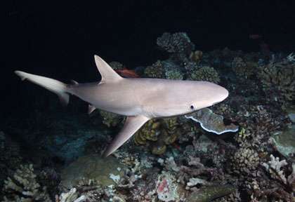 Requins en plongée  à Raiatea