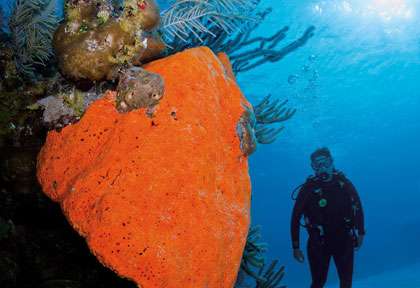 coraux oranges en plongée à Grand Turk