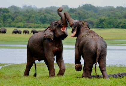 Parc national d’Uda Walawe - Sri Lanka