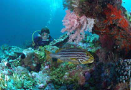 Récif de corail en plongée à Praslin