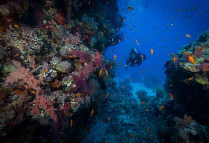 plongée St Johns Reef