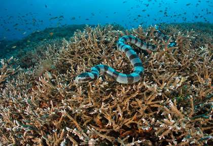 Serpent de Mer en plongée à Bali