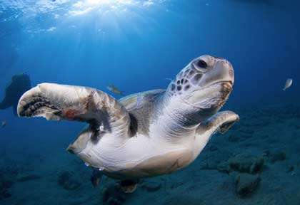 Tortue aux Canaries
