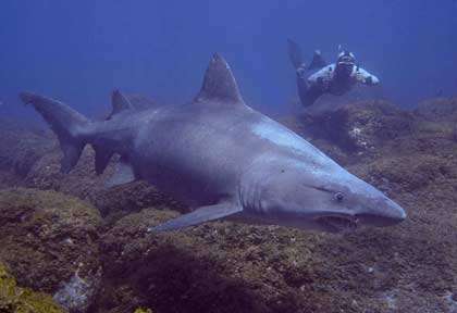 Requin féroce à El Hierro aux Canaries