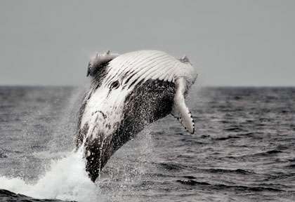 Baleine à Bosse à Tonga
