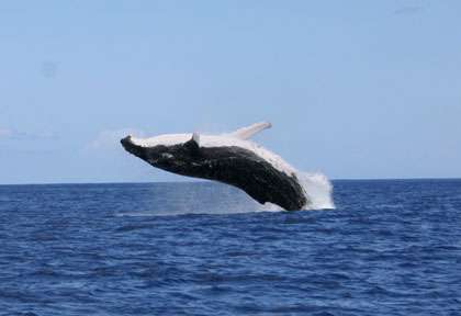 La baleine à bosse