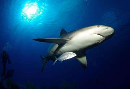 Requin au Belize © Belize Aggressor