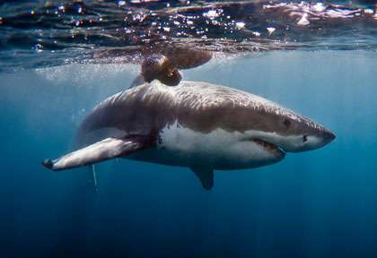 Plongée avec les requins blancs en Afrique du sud