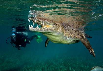 Plongée avec les crocodiles à Cuba
