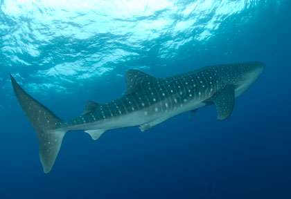 Requin-baleine en Egypte