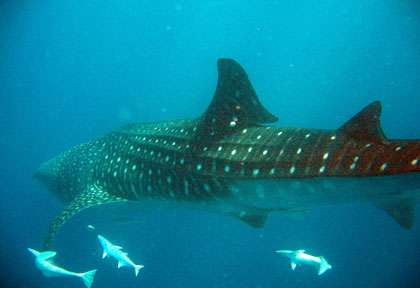 Requin-baleine à Madagascar