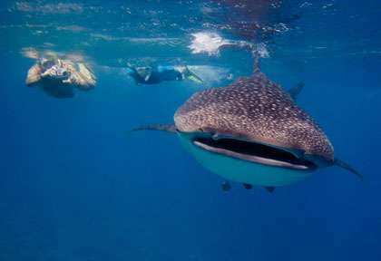 Requin-baleine aux Maldives