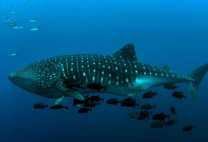 Requin-baleine en Afrique du Sud