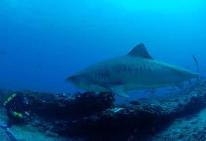 Requin Tigre en Polynésie