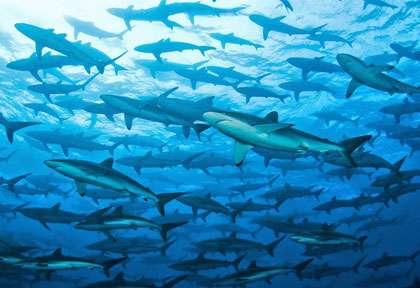 Requin soyeux © Coiba Dive Expeditions - Thomas Kotouc