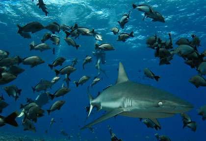 Requin en Polynésie