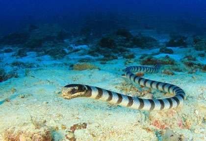Serpent de mer en mer de Banda