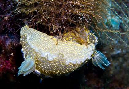 Nudibranche en plongée à Amorgos