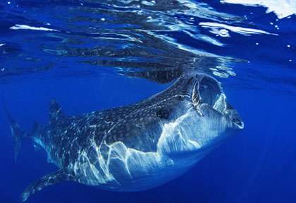 requin-baleine au Mexique