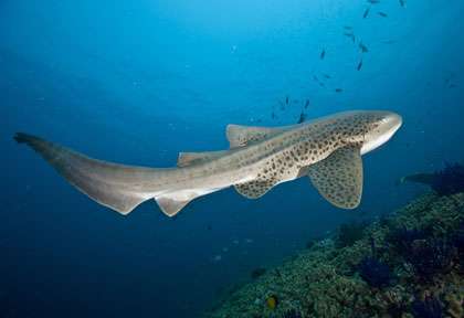 Requin léopard en plongée à Oman