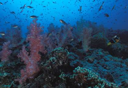Exubérance de corail aux îles Daymaniyat