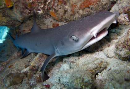 Requin aux Galapagos