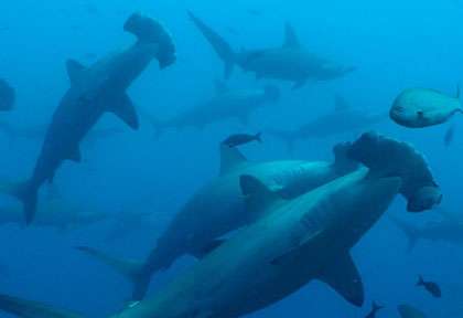 Requins marteaux en plongée aux Galapagos